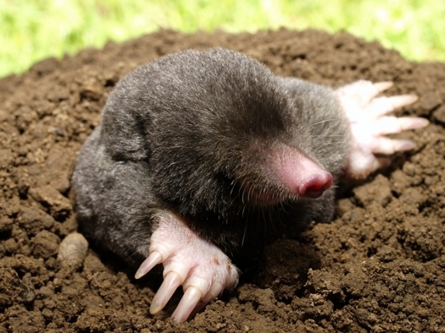 mole skin but not moleskin