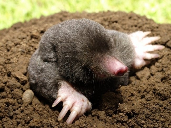 mole skin but not moleskin